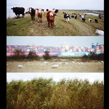 The Marshes